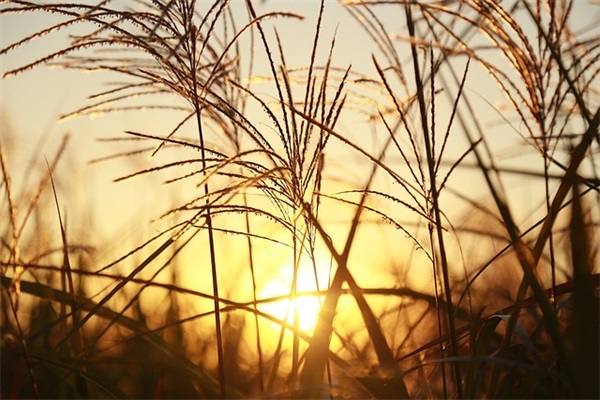今日生肖问吉凶是什么生肖 今日 生肖