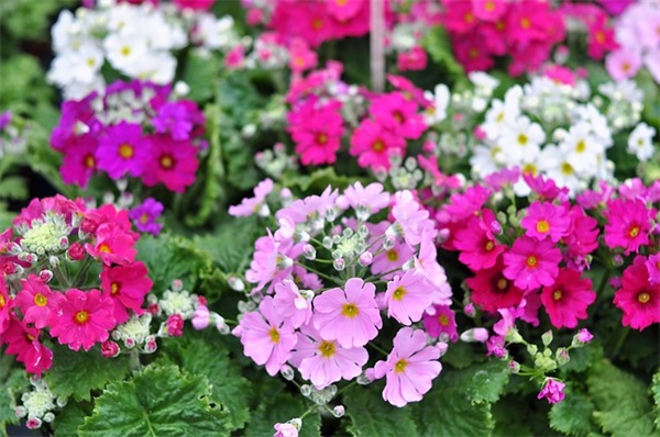 家里死苍蝇的预兆 家里有死苍蝇什么说法