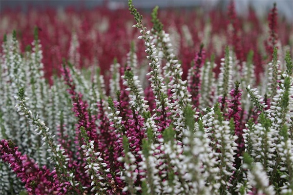 请问下北汽绅宝X35价格是多少配置怎么样？