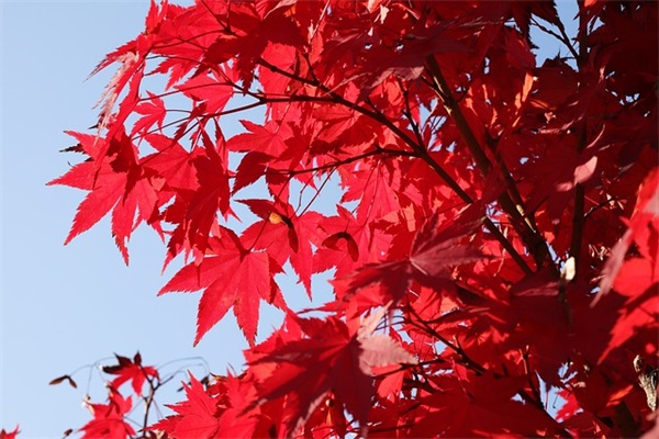 女生超萌的游戏名字免费（独特的女生超萌的游戏名字）