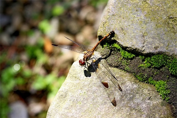 带冷眸的情侣网名