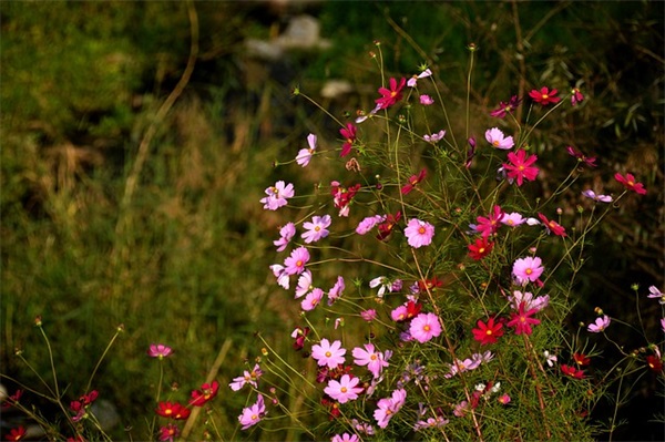 两个字情侣网名带诗意的网名
