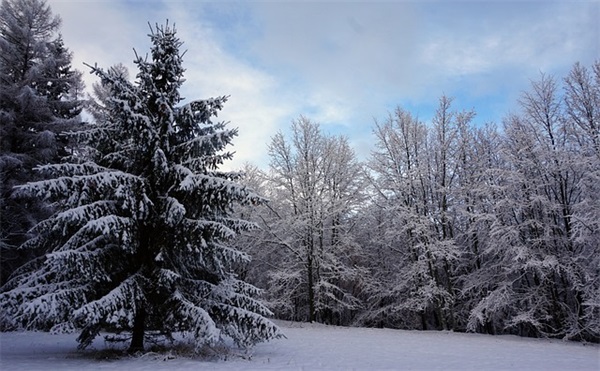 描写樱花的优美句子(分享24句)