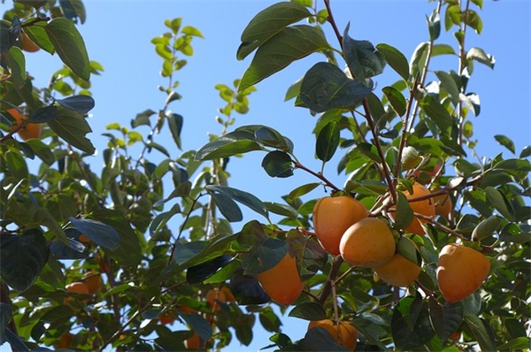 感谢好友陪伴的句子