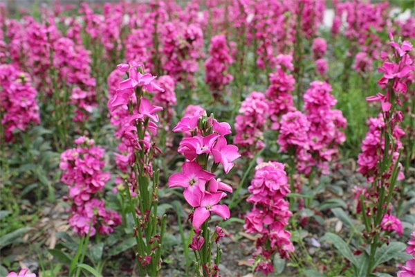 大学生毕业文案(精选59句)