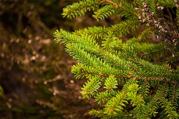 中班下学期幼儿寄语 【中班下学期幼儿寄语怎么写】