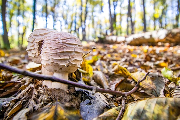 描写景色的优美句子
