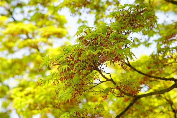 欢庆元旦节唯美句子 欢庆元旦的句子