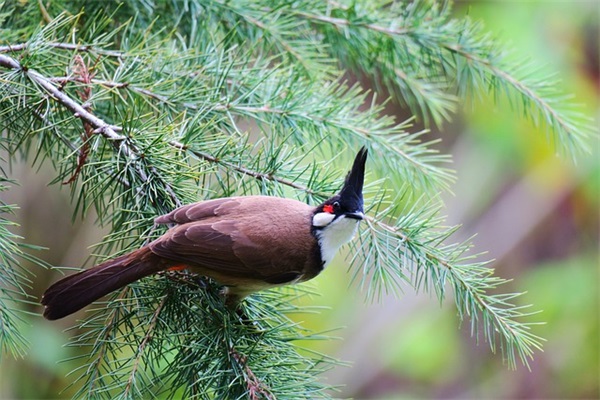 开心快乐的唯美句子说说心情