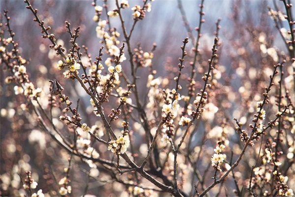 朋友圈唯美句子