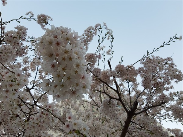 三八妇女节祝福语短信