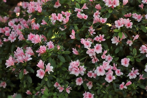 2026七夕简短祝福语话大全(祝福语大全暖心)