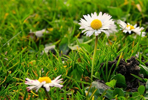 女孩子祝福语大全简短赞美