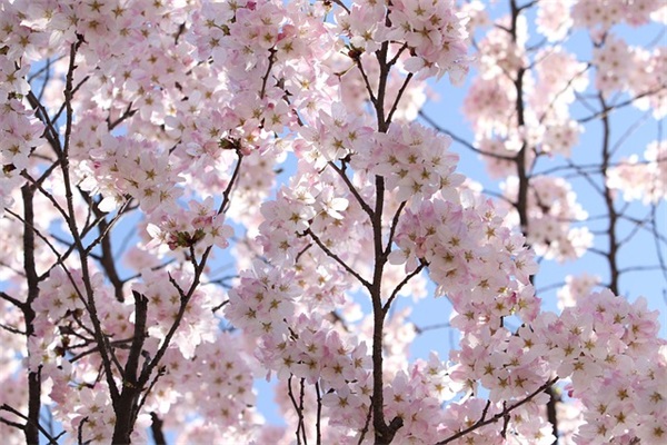 生日祝福语英文闺蜜