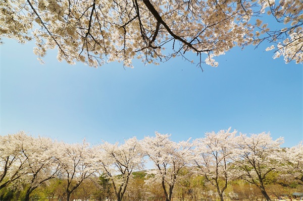 38女神节祝女生们的一句话 三八女神节祝福的话短句