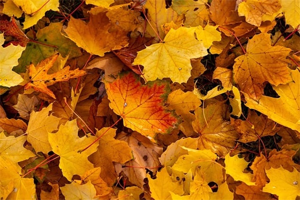 网络游戏情侣英文名字简单干净（好听稀少网络游戏情侣英文名字）