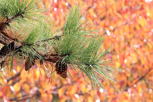 唯美有气质的女生微信名字(共304个)