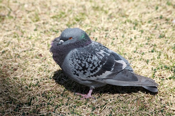 带木匠字的网名女孩