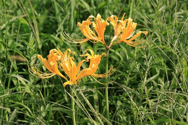 2026年小学毕业祝福语?盘点