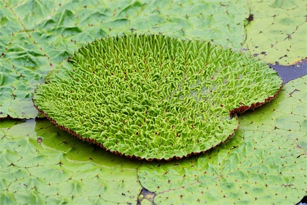 写给老师的祝福语简短46句