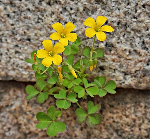 2026霜降的老人群祝福文案