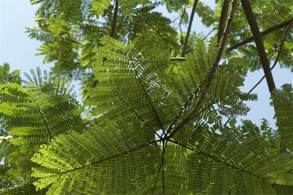 2026虎年春节拜年祝福语大全