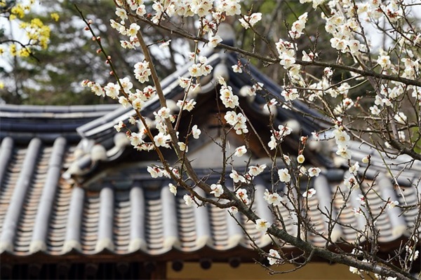 2026年512护士节祝福短信 512护士节祝福语