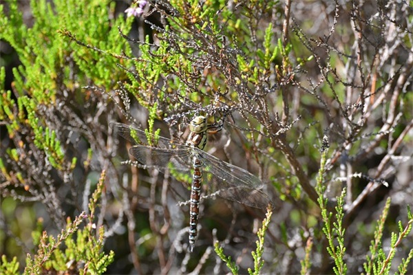 关于2025早安句子一句话简短文案