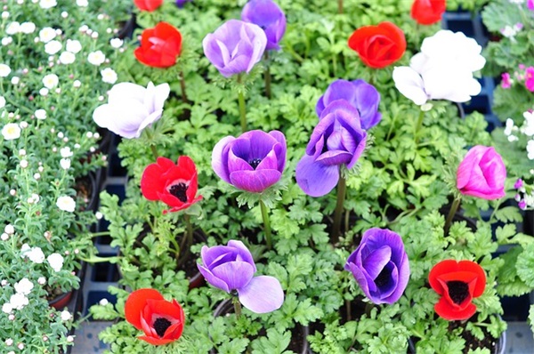 关于喜欢简单安静的句子98句（全网精选）