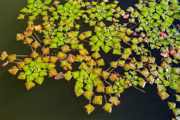 争取爱情的优美句子