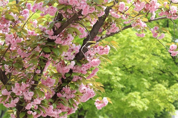 祝叔叔阿姨新年快乐的句子