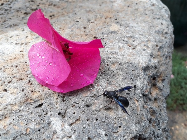 描写樱花的伤感句子31句