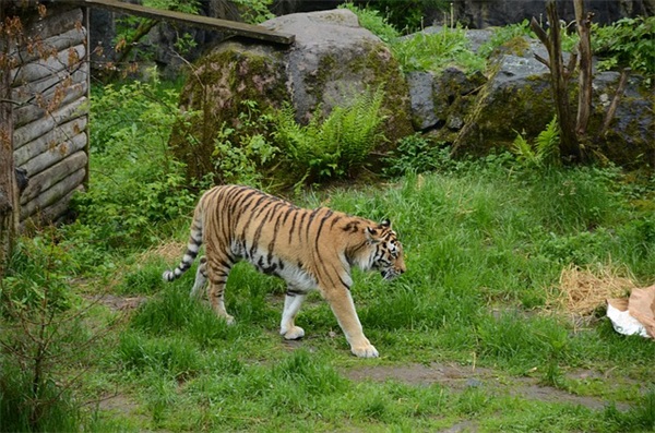 元宵节祝福语30字58句