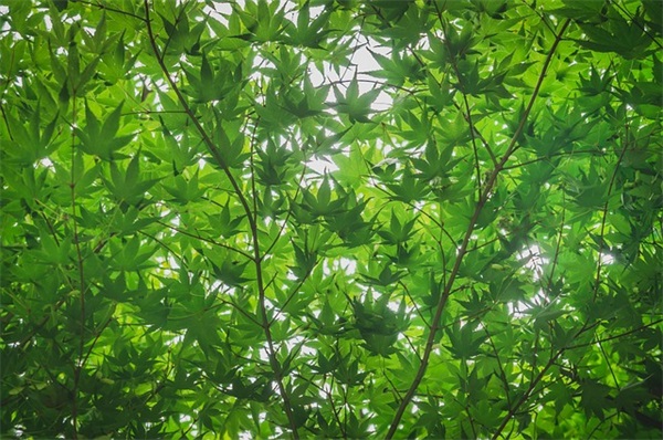 叔叔过生日祝福语35句