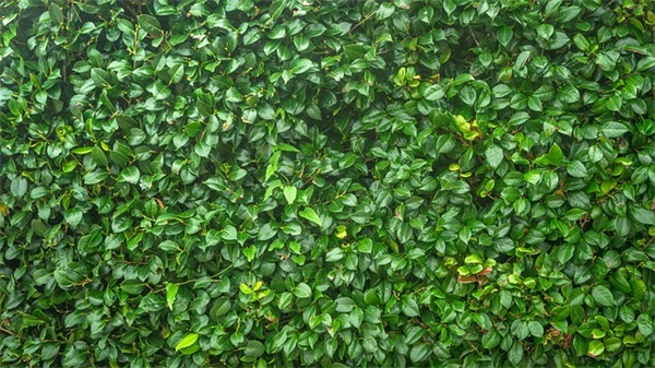 春节祝福语老师55句