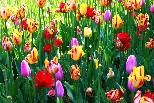 自己写的新年祝福语50句