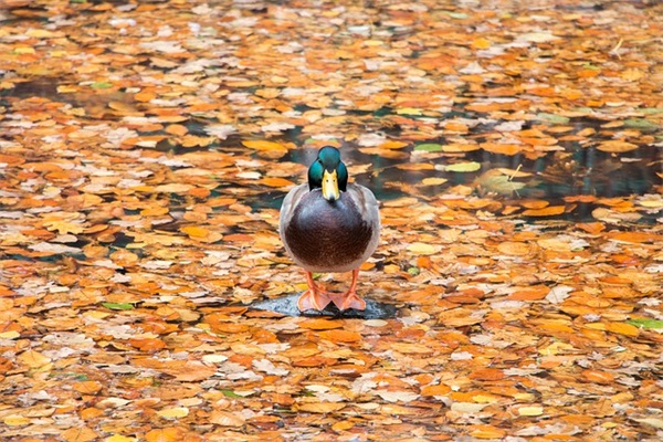 五一二护士节祝福语短句