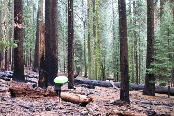 2026重阳节早安心语祝福语说说心情短语