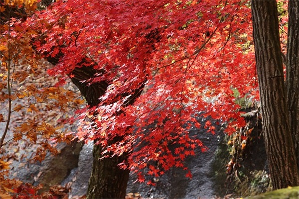 给老师的送别祝福语51句