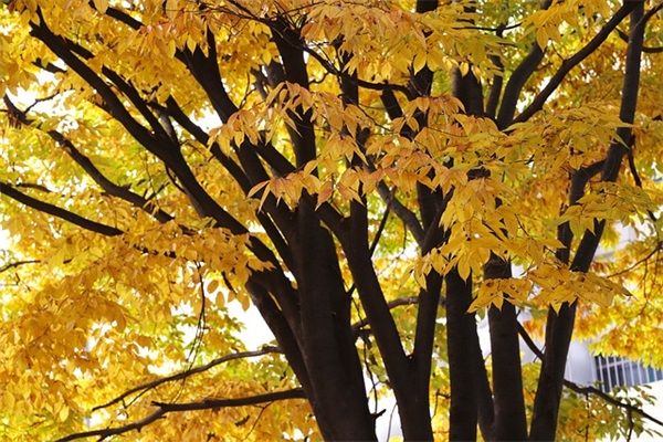给老师元宵节祝福语 给老师元宵节祝福语2026