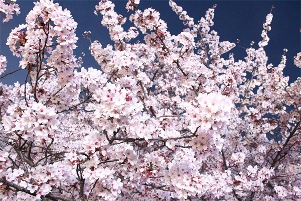 2026年给领导拜年祝福语51句