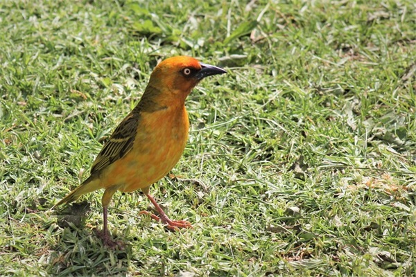 新年健康的祝福语47句