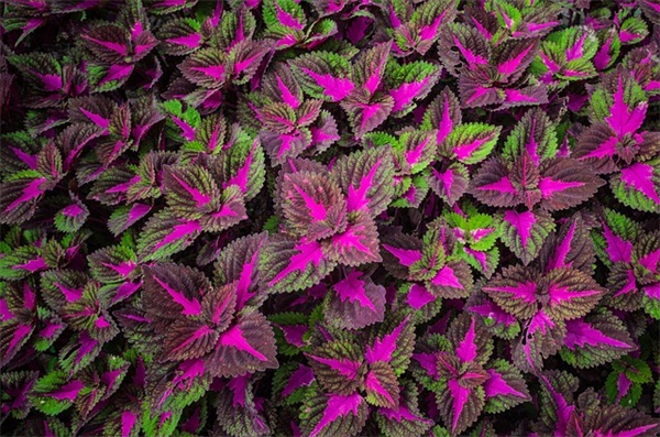 2026年立春祝福语大全