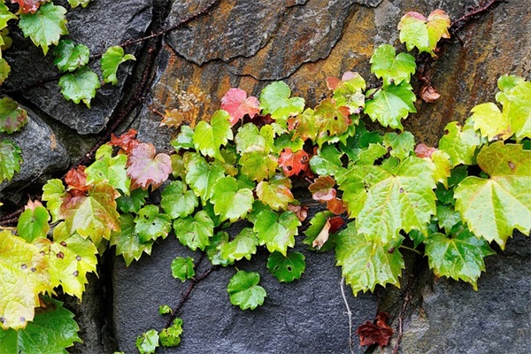 节日欢庆的祝福语