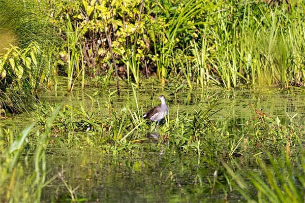 生日微信红包祝福语60句