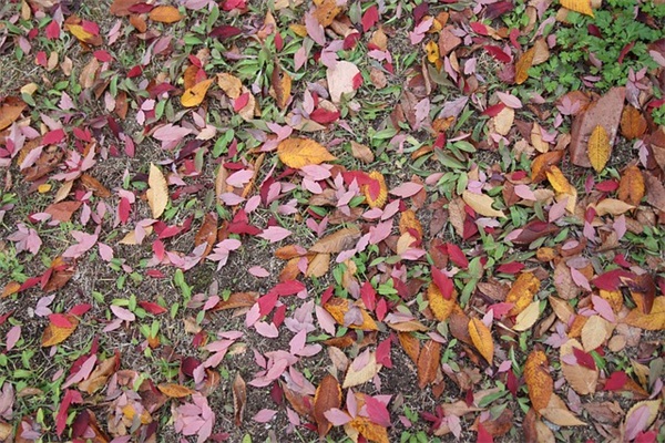 大年初六祝福语33句