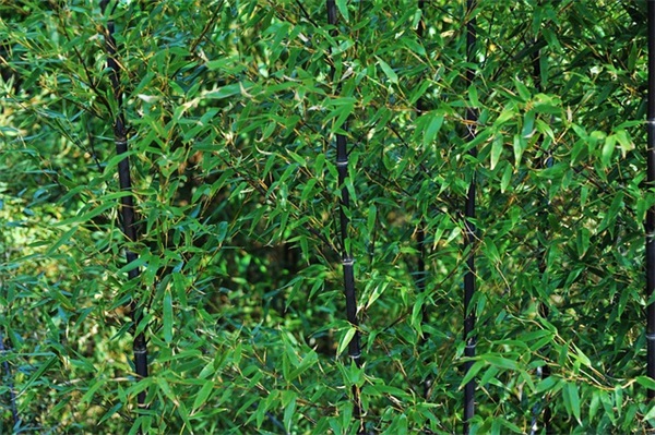 搞笑新婚红包祝福语58句