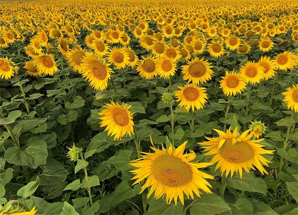 搞笑愚人节短信祝福语