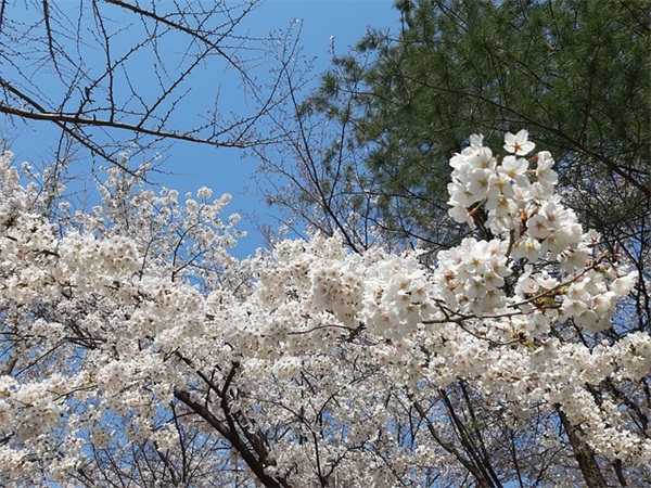 描写竹笋的好句