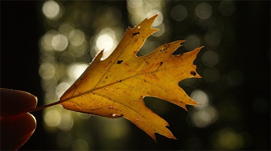 2026春节给客户的祝福语大全(春节发给客户祝福语)